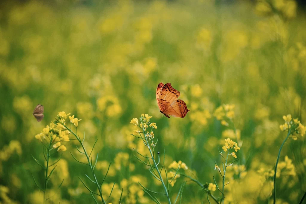 The Transformative Potential of Low-Dose Psychedelics in Counselling